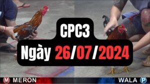 Đá gà thomo CPC3 26-07-2024